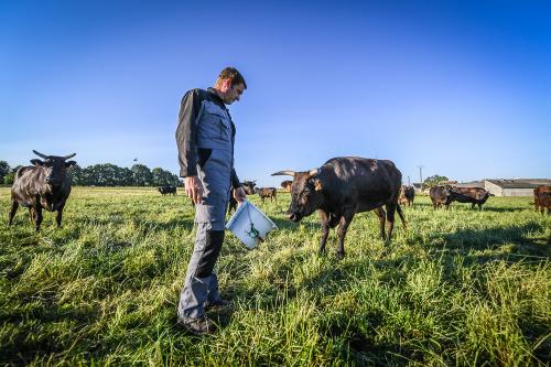 Nos fermes, Miyabi Groupe l'excellence du boeuf wagyu